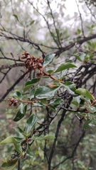 Escallonia illinita