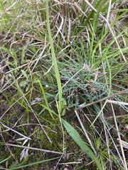Burchardia umbellata