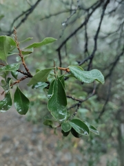 Escallonia illinita