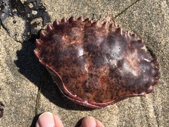 Romaleon antennarium