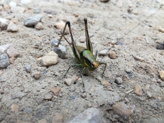 Eupholidoptera chabrieri