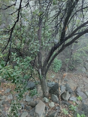 Escallonia illinita