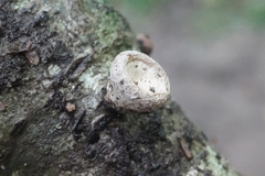 Porodisculus pendulus