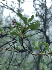 Escallonia illinita