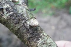 Porodisculus pendulus