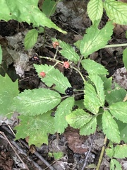 Rubus occidentalis