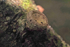 Porodisculus pendulus