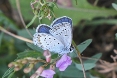 Plebejus idas
