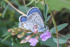 Plebejus idas