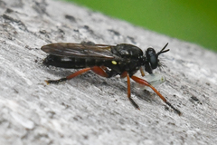 Laphria sadales