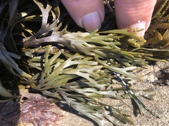 Pelvetiopsis limitata
