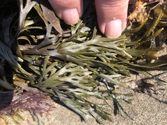 Pelvetiopsis limitata