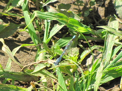 Enallagma carunculatum