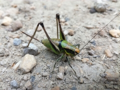 Eupholidoptera chabrieri