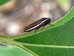 Cuerna costalis