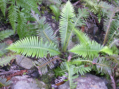 Blechnum