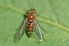 Condylostylus caudatus