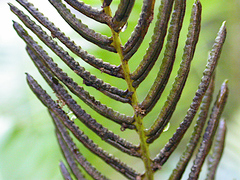Blechnum