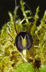 Corybas trilobus aggregate