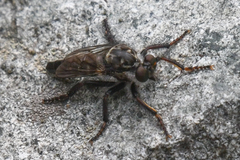 Cyrtopogon