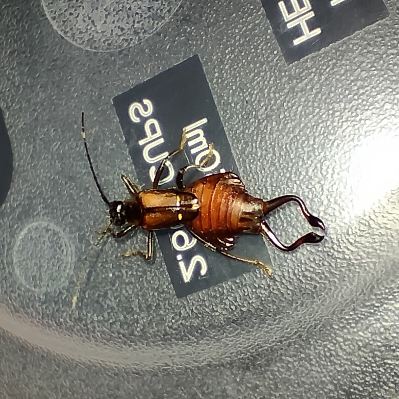Ancistrogaster spinax