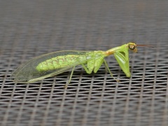 Zeugomantispa minuta