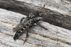 Cyrtopogon