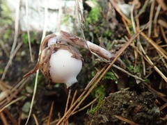 Monotropastrum humile