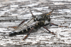 Cyrtopogon