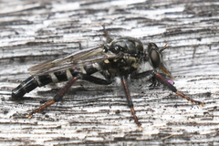 Cyrtopogon