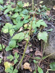 Pyrola