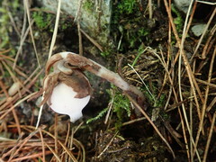 Monotropastrum humile