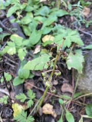 Pyrola