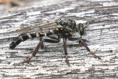 Cyrtopogon