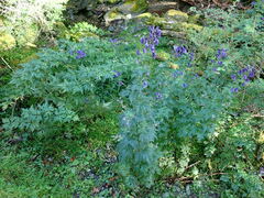 Aconitum fukutomei