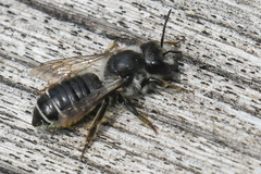 Megachilidae