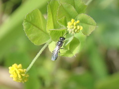 Pemphredonina