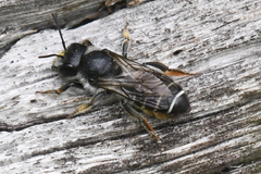 Megachilidae