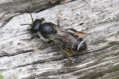 Megachilidae