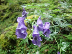 Aconitum fukutomei