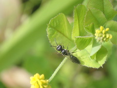 Pemphredonina