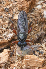 Laphria sadales