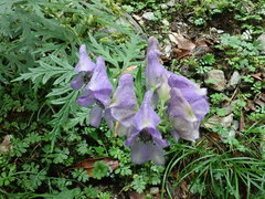 Aconitum fukutomei