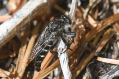 Cyrtopogon