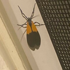 Lycomorpha pholus