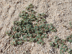 Euphorbia albomarginata