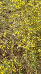 Acacia amblygona