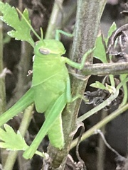Schistocerca nitens