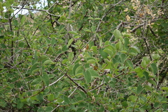 Lonicera iberica