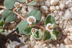 Euphorbia albomarginata